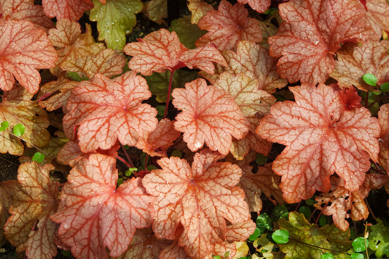 Purperklokje Heuchera Paprika