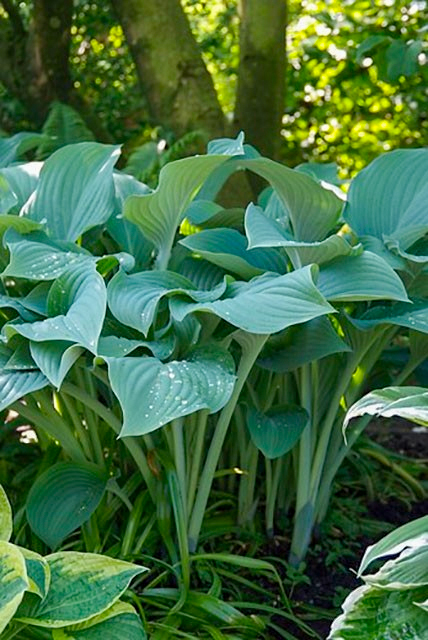 Hosta Krossa Regal