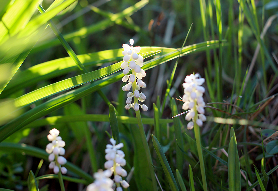 Leliegras Liriope muscari 'Monroe White'