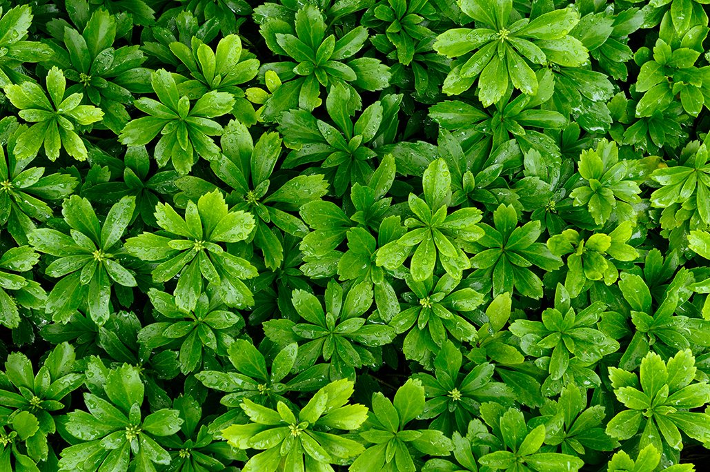 Schaduwkruid Pachysandra terminalis