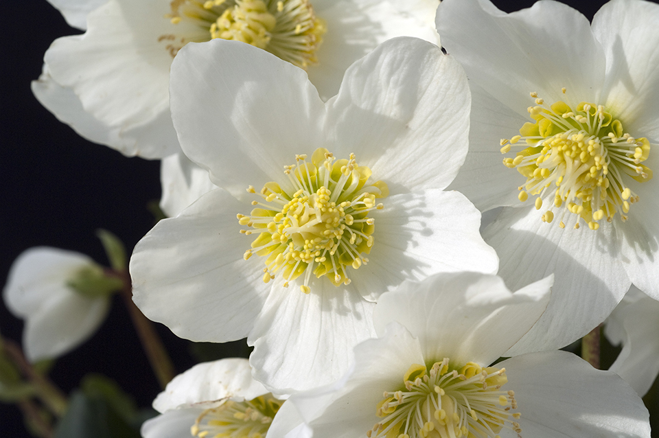 Tuinkalender december - Helleborus niger