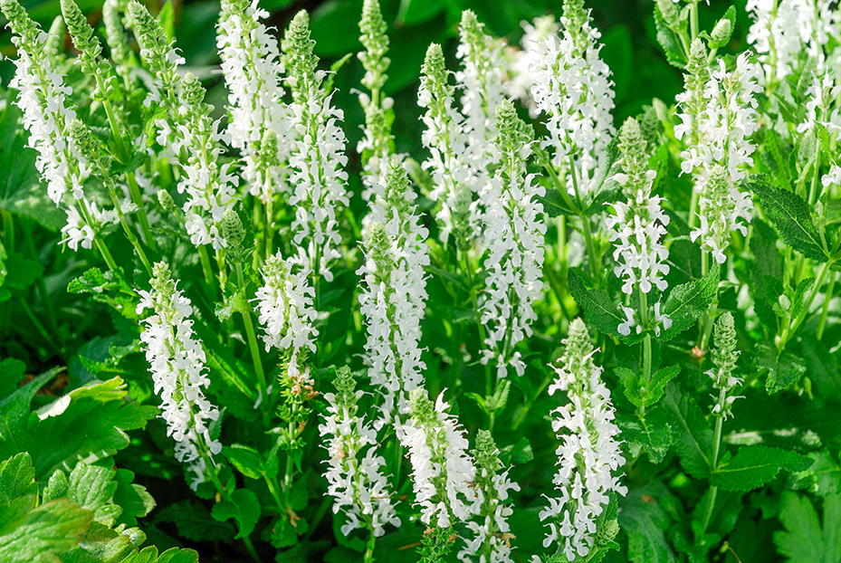 Vaste plant in de zon - Salvia Salie